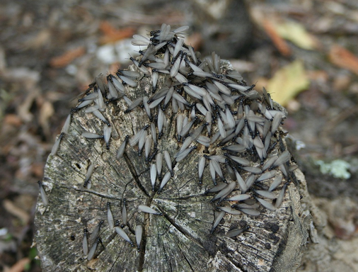 insect
