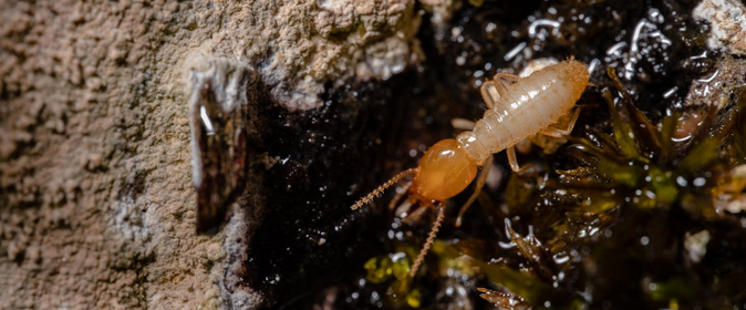 termite